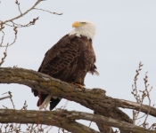 2016 01 30 RedWing 007